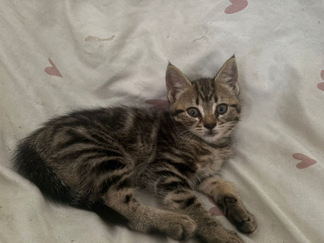 Cute tabby kittens