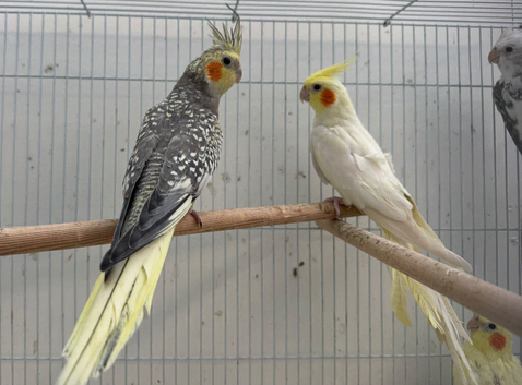 Baby cockatiels