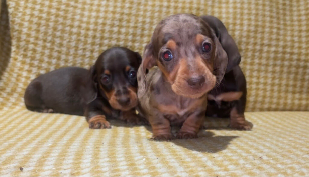 KC Registered Miniature Dachshund Puppies