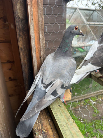 Racing pigeons