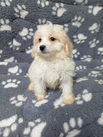 Maltipoo puppy. Boy ready to go