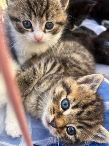 Half ragdoll kittens