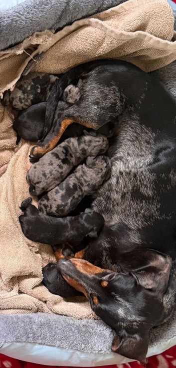 Miniature Doxiepoos