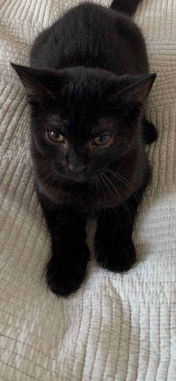 Beautiful kitten boy mix British short hair and black and white cat