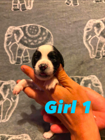 Sprocker puppies
