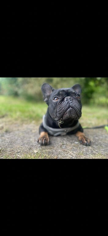 French bulldog for re homing