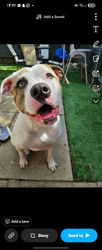 Staffy cross German shepard