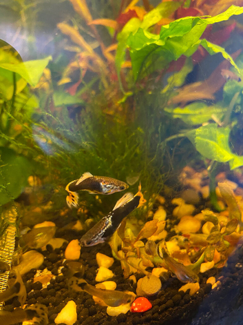 Guppy&rsquo;s for Sale