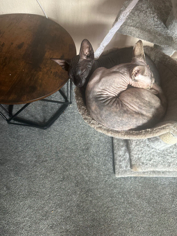 Male and Female Kittens For sale