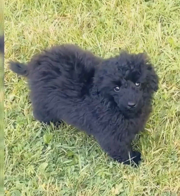 Stunning Jet black Toy poodle full