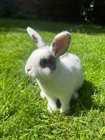 Rabbit for sale