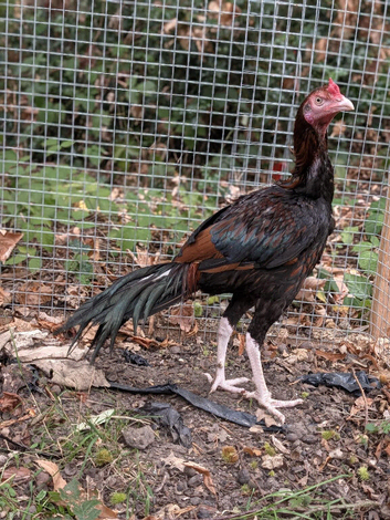 Aseel 3 stags 6 hens 9 months old