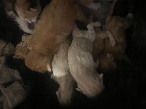 kittens for sale