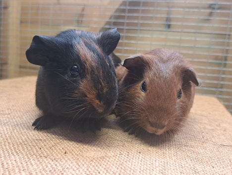 Pair of Bonded Boys