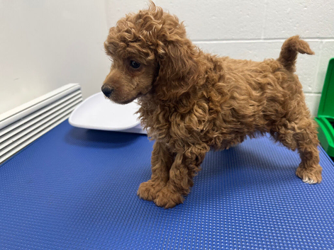 Kc registered TOY POODLE puppies