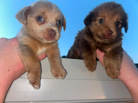Jack Russells