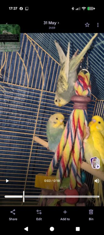 Baby budgies