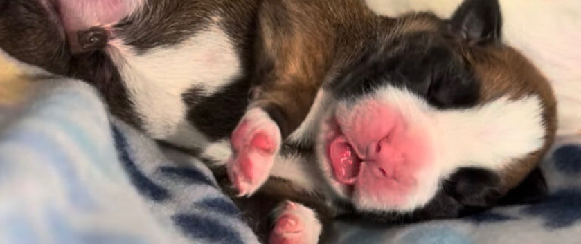 2 female puppies both red with white flashy face