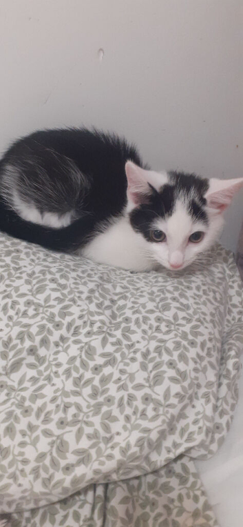 9 week old female kitten