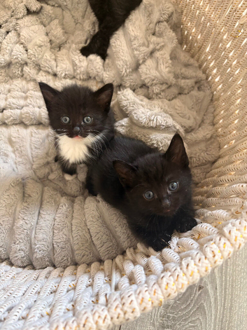 3 kittens looking for homes