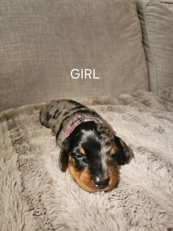 BEAUTIFUL MINIATURE DACHSHUNDS