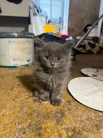 Mansion British blue kittend