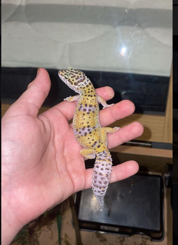 Two juvenile leopard ghekko + full set ups