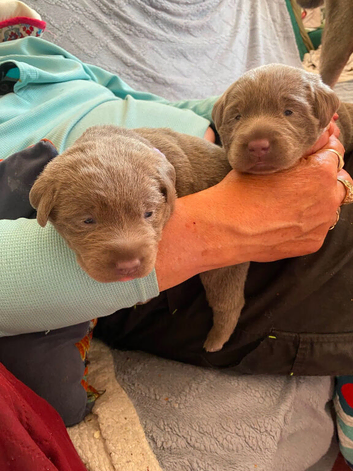 2 Girl Silver Labrador puppies for sale ready 20/9/ 2026