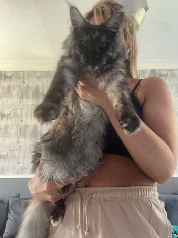 Female and male mainecoon