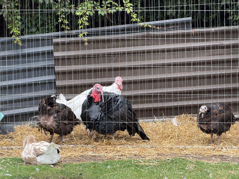 Geese and turkeys for sale