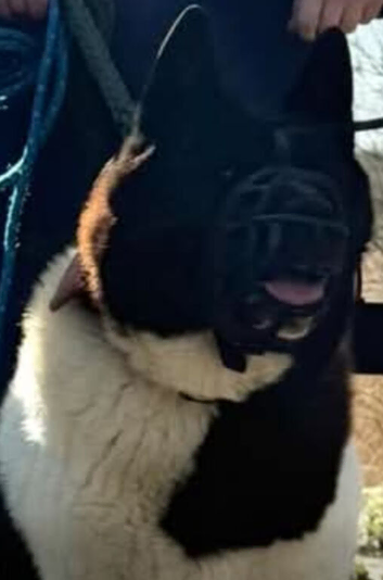 American Akita Nero