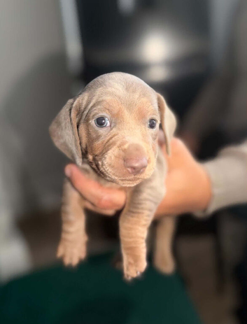 Beautiful mini dachshund