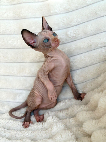 Beautiful Canadian Sphynx Kittens &ndash; 10 Weeks Old | 3 Boys & 1 Girl