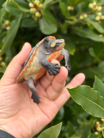 * Adorable * Pink Bellied Side Neck Turtle (Emydura Subglobosa)