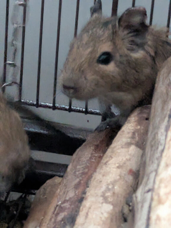 Baby Degus READY NOW