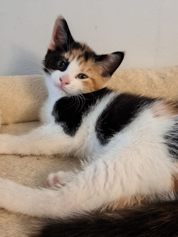Lovely cuddly kittens ready now