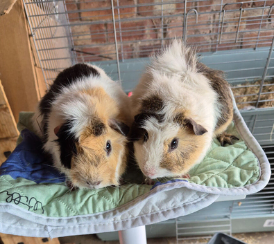 Beautiful Bonded Boys Billy & Bobby