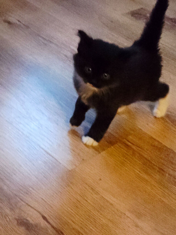 Kittens