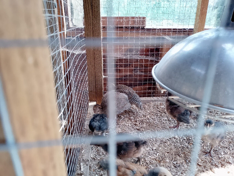 3 week old guinea fowl keets (chicks) for sale in torquay