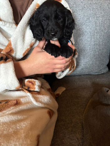 Black working cocker spaniel girl
