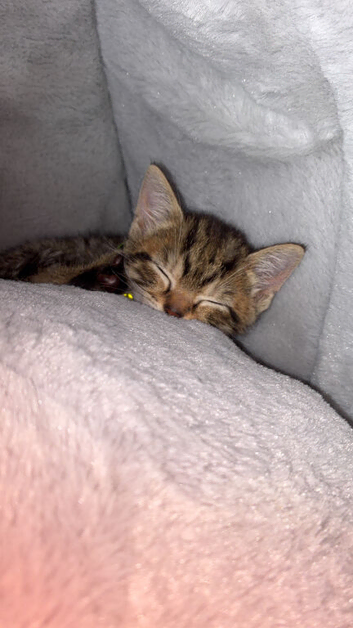 8 week kitten