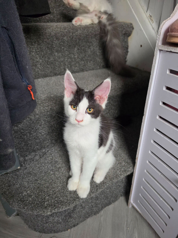 TICA REGISTERED STUNNING KITTENS