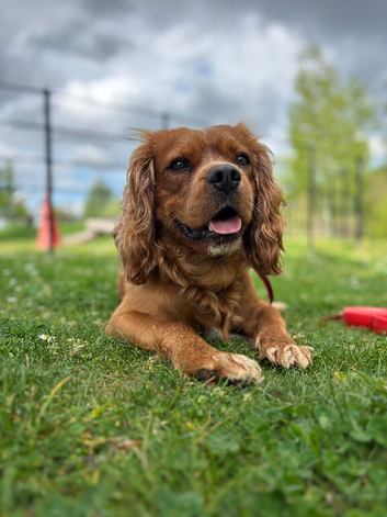 Cavalier King Charles Spaniel for stud