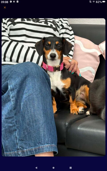 Miniature Dachshund