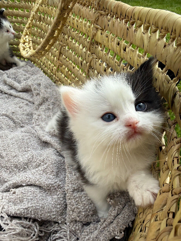 Kittens