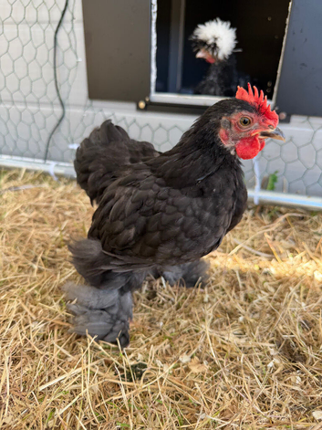 FREE beautiful pekin bantam rooster