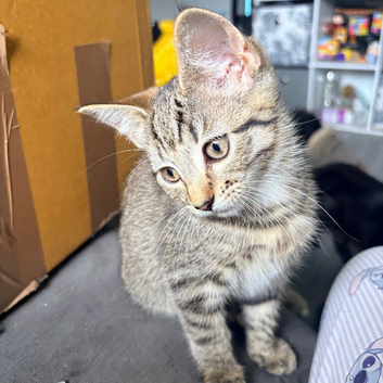 The last tabby girl looking for her forever home