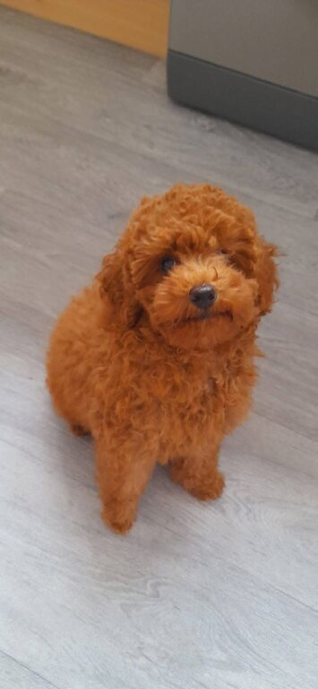 Last boy. DEEP RED Toy Poodle puppy