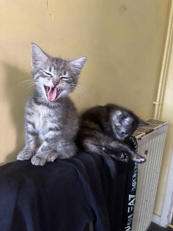Cute kittens ready now