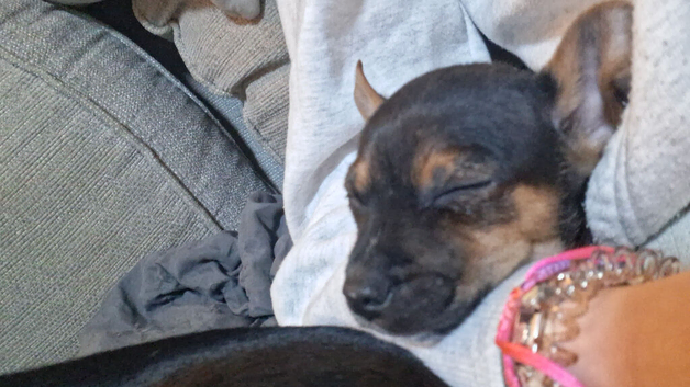 2 chihuahua for sale